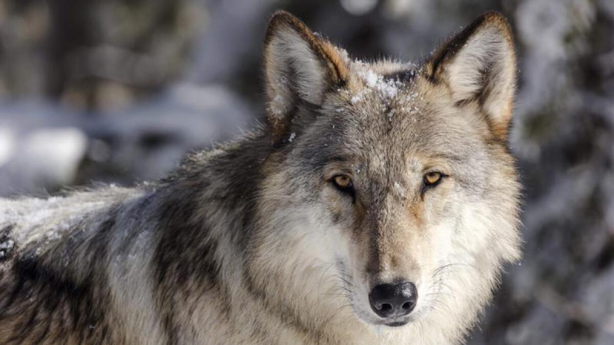 Report Common Ground Can Be Found Among Those Who Support Oppose Wolf Reintroduction The Durango Herald