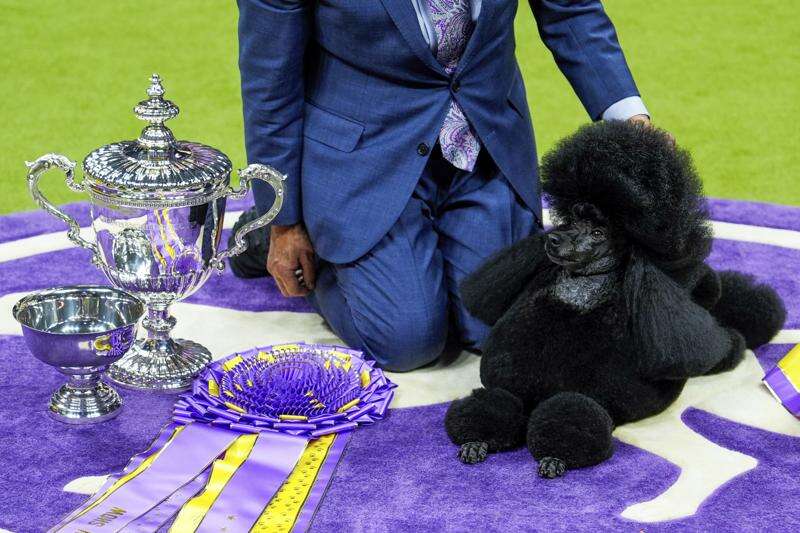 Miniature poodle named Sage wins Westminster Kennel Club dog show The