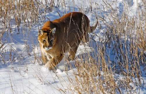 Colorado Parks and Wildlife staff, commissioners receive death threats after lion killings