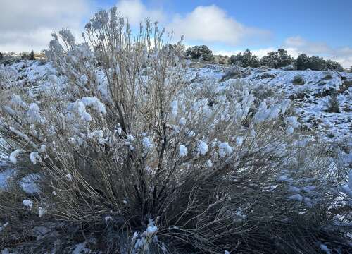 First snowfall brings 5 inches to northwestern New Mexico