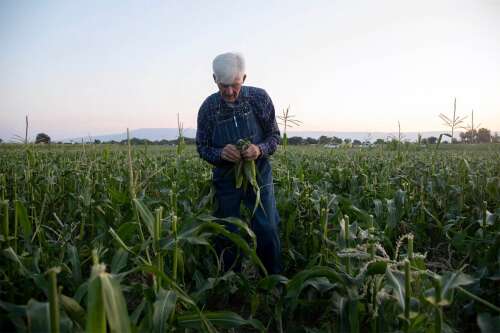 Olathe sweet corn's most famous grower scales back operations