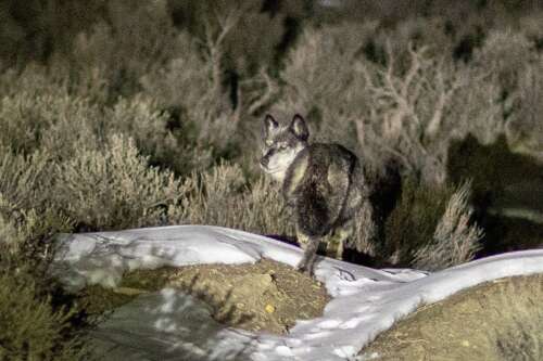 Black-Footed Ferret Conservation Faces Crisis Amid Job Cuts