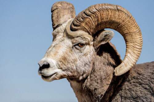 New Mexico Pueblos receive federal grants for wildlife, habitat restoration