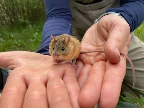 Endangered mouse puts brakes on Animas River Trail improvements in Durango - Vimarsana News