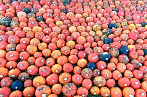 Food pantries in Southwest Colorado to receive farm fresh produce