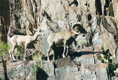 Celebrating half a century of the Endangered Species Act - Vimarsana News