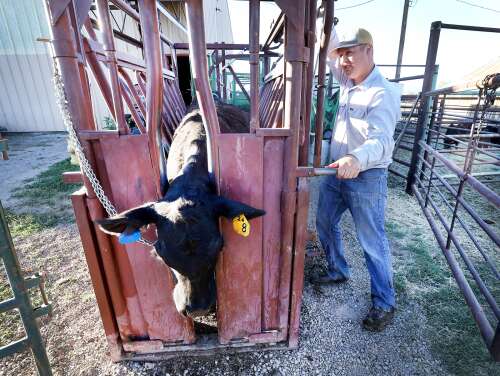 In face of drought, La Plata County ranchers begin downsizing herds. It could have lasting impacts