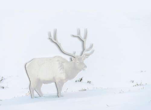 Snow on the Hoof: How Deer, Elk and Other Western Wildlife Cope in