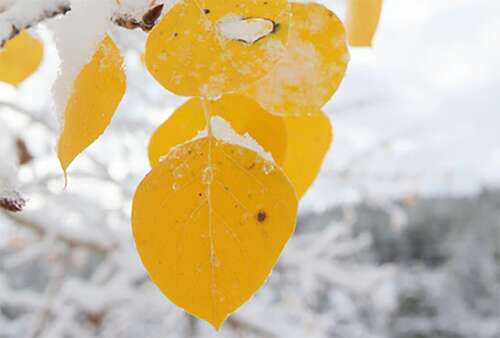 Freeze warning issued for Montezuma and La Plata counties – The Durango Herald - Vimarsana News