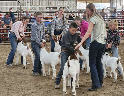 Splitting hares: The life of a Montezuma County Fair livestock judge