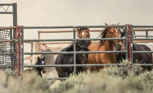 More than 400 wild horses captured in first week of helicopter roundup - Vimarsana News