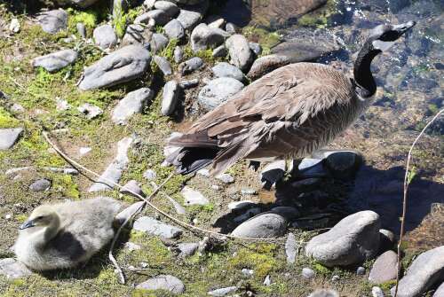 Photos: Birds of a feather