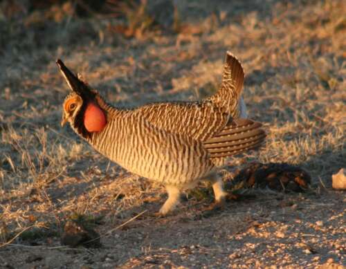 How a New Mexico transmission line will protect power delivery and prairie chickens
