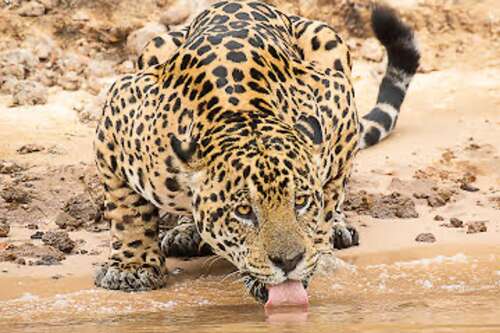 Photographers to showcase animal photography at St. Barnabas art reception