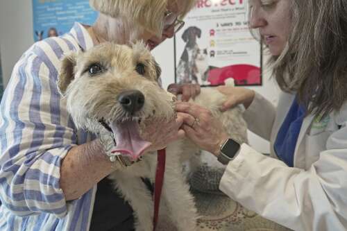 Dogs and cats can also suffer from allergies