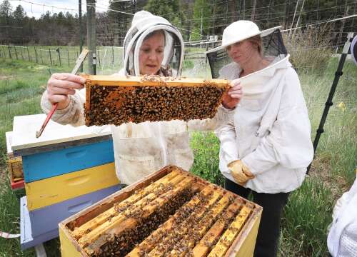 Examining Southwest Colorado drought through the eyes of the hive
