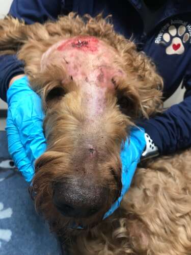 Read more about the article Dolores’ dog faces long recovery after severe abuse; suspect awaits trial – The Durango Herald