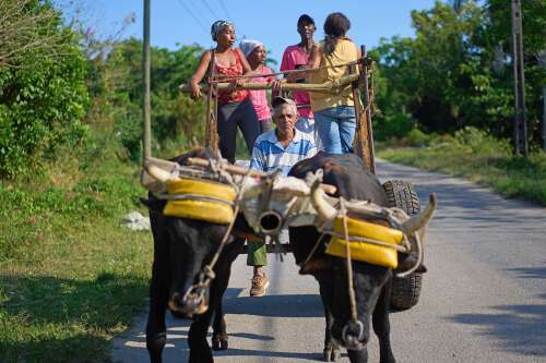 U.S. energy blockade leaves Cuban farmers struggling to feed a nation