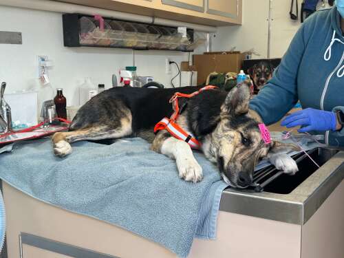 Pop-up clinic treats hundreds of pets in Towaoc