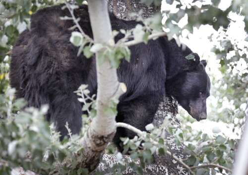 Colorado Towns Secure Funds to Combat Bear Conflicts