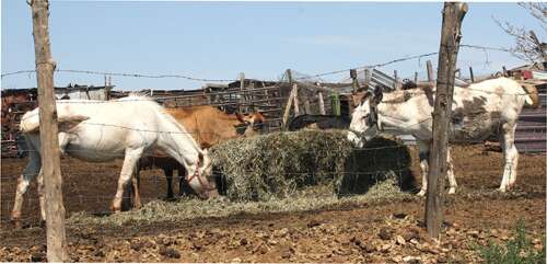 Colorado Department of Agriculture seizes over 100 animals from Montezuma County property - Vimarsana News