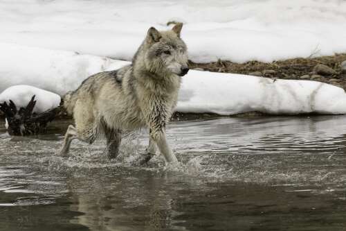 In Durango, ranchers meet with conservationists about wolf reintroduction - Vimarsana News