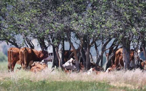 Photo: Chill cows