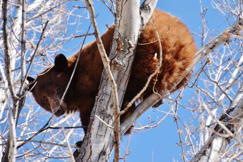 Bear sightings drop in Colorado’s Montezuma County; one still active in Dolores