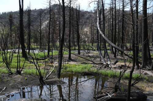 Colorado senators, representative want $60 billion to reduce wildfire risk, restore Western land - Vimarsana News