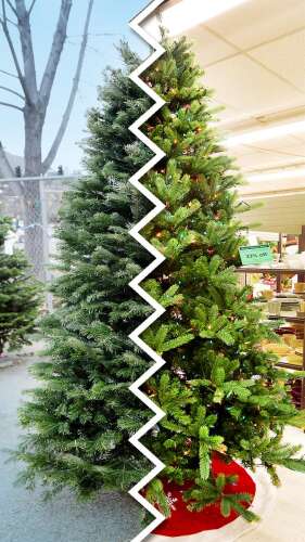2021 Christmas Tree Permits Colorado