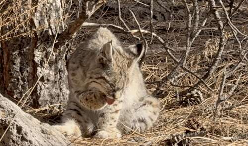 Spate of rodent-related diseases kicks off New Mexico spring