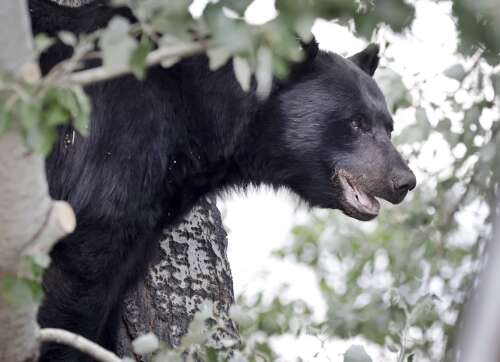 Warm, dry winter likely to alter wildlife patterns in Southwest Colorado