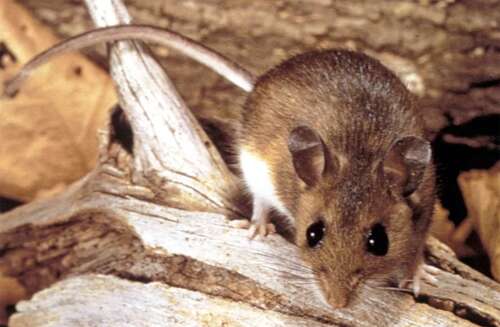 New Mexico health officials confirm state’s first hantavirus case of the year in Santa Fe