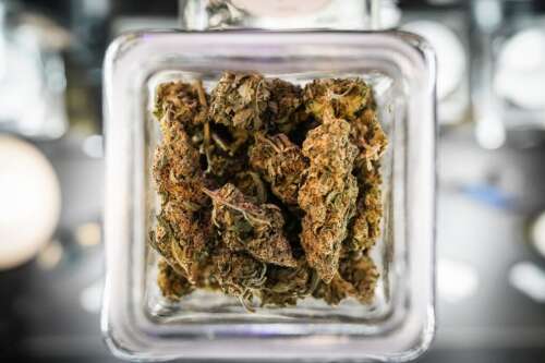 A decade of legal cannabis in Colorado - Vimarsana News