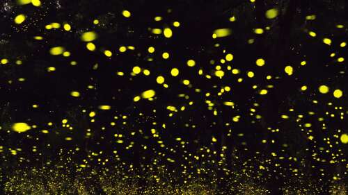 Researchers insist fireflies exist in New Mexico – if you know where to look