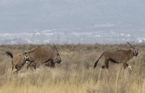 National Invasive Species Awareness Week: What’s bugging Cortez and the Southwest