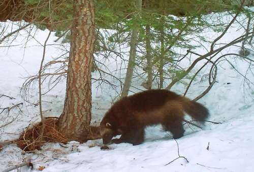 Colorado Parks and Wildlife dusting off plan to reintroduce wolverines - Vimarsana News