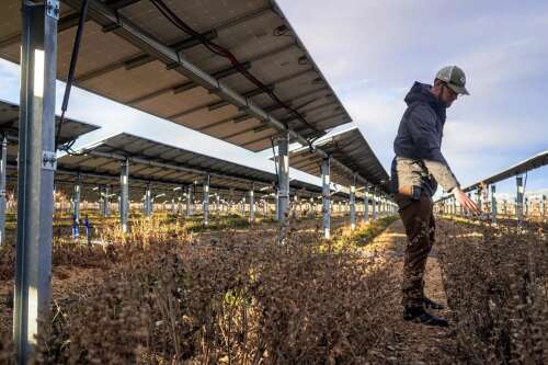 Why the ground under Colorado solar panels is ripe for growing food - Vimarsana News