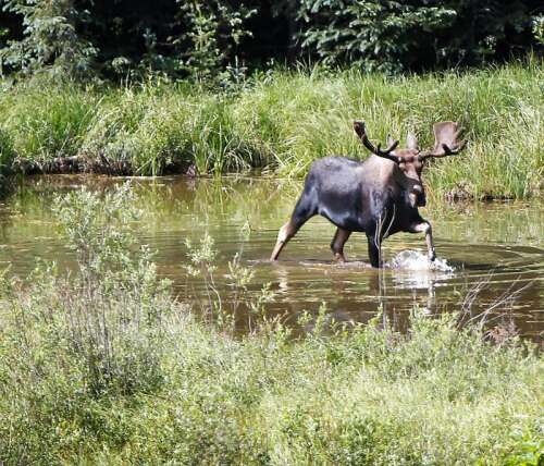 Moose Euthanized After Cliff Fall in Boulder Canyon