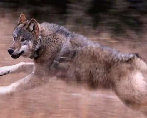 Colorado wolf restoration at a ‘tenuous time’ amid high mortality rate, federal pressure