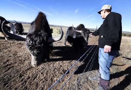 Southwest Colorado yaks offer healthy, eco-friendly beef alternative