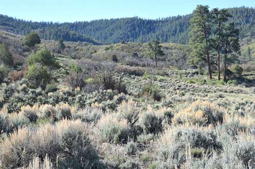 Public lands group sues Forest Service for appraisals in controversial land swap - Vimarsana News
