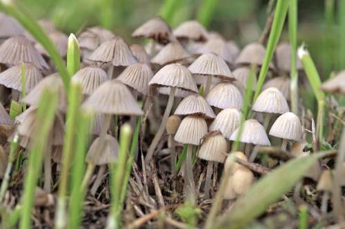 New Mexico psilocybin program opens permitting applications for psychedelic mushroom producers