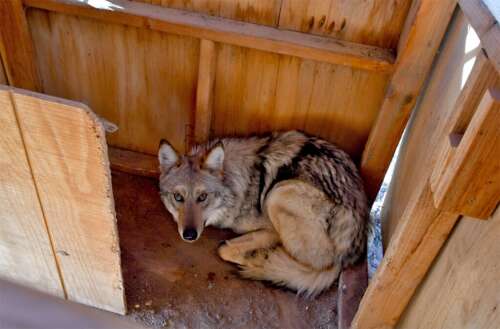 New Mexico wolf relocation prompts outcry from advocates