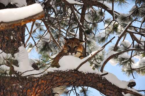 Group trying to get mountain lion hunting ban on Colorado's ballot, Colorado