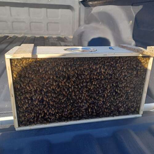 Bee enthusiasts gather at annual bee pickup event at IFA - Vimarsana News