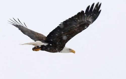 Citizen science takes flight with annual bird counts - Vimarsana News