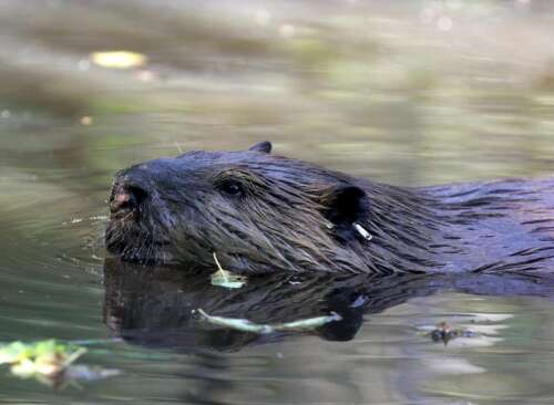 Colorado Parks and Wildlife briefs commission on statewide beaver plan