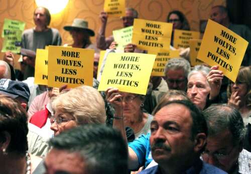 Groups support release of wolves - The Journal