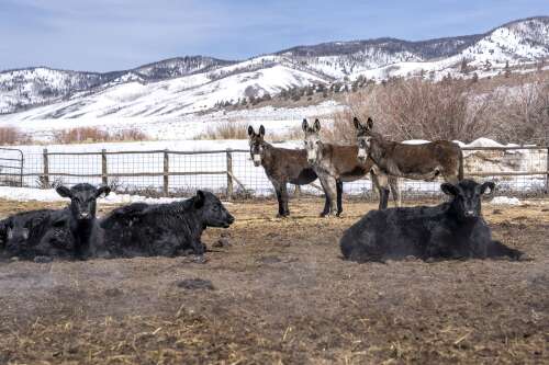 The latest line of defense against wolves on this Colorado ranch? Guard donkeys - Vimarsana News
